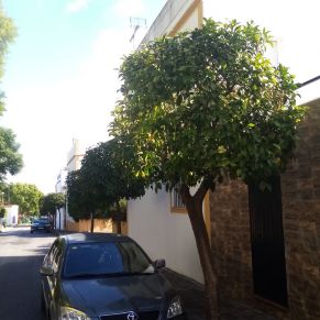 PODA ALTOS DEL ALJARAFE 1