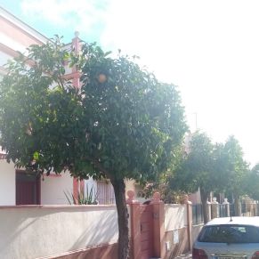 PODA ALTOS DEL ALJARAFE 3