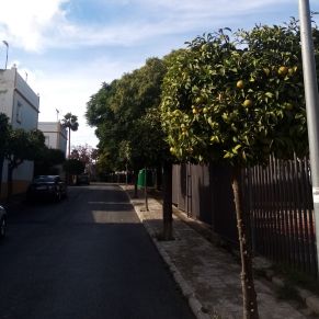 PODA CALLE PÉSULA 2