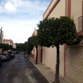 PODA CALLE PÉSULA 3