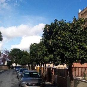 PODA CALLE PÉSULA 4